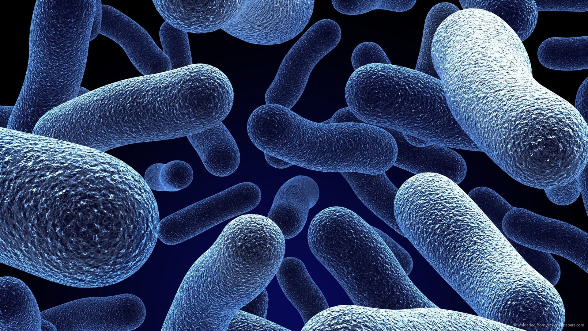 البكتيريا المفيدة وتأثيرها على الجهاز الهضمى
